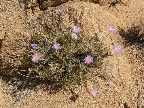Xylorhiza tortifolia (Mojave Woodyaster) (alternate view 10)