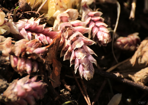 Lathraea squamaria (Common Toothwort)