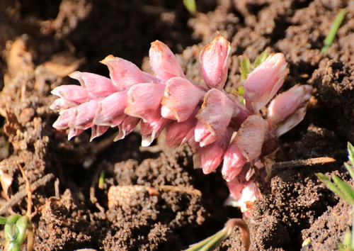 Lathraea squamaria (Common Toothwort)
