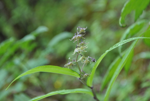 Maianthemum tatsienense (alternate view 2)