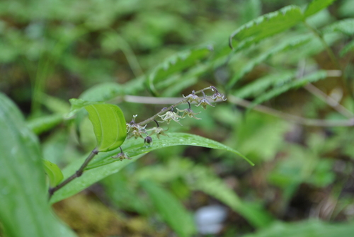 Maianthemum tatsienense (alternate view 3)