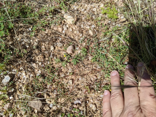 Acmispon strigosus (strigose lotus) (alternate view 5)