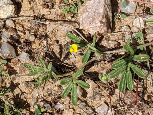 Acmispon strigosus (strigose lotus) (alternate view 4)