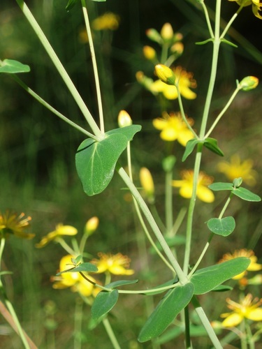 Hypericum pulchrum (Slender St John's-wort)