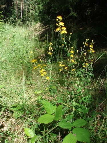 Hypericum pulchrum (Slender St John's-wort)