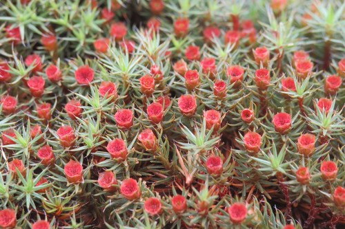 Polytrichum piliferum (bristly haircap moss)