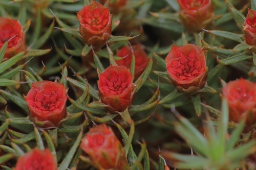 Polytrichum piliferum (bristly haircap moss)