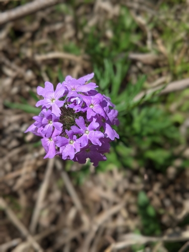 Glandularia bipinnatifida (Dakota mock vervain)