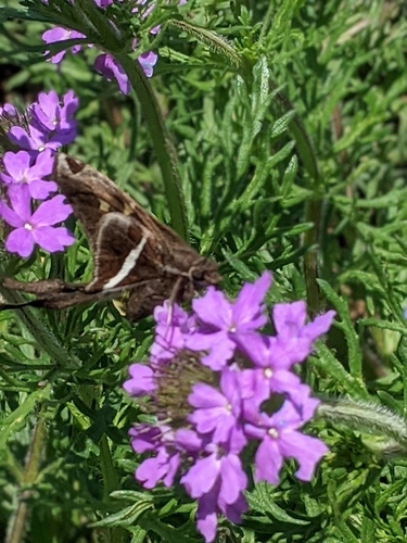 Glandularia bipinnatifida (Dakota mock vervain)