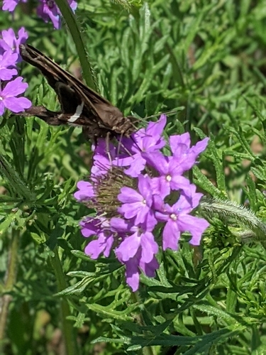 Glandularia bipinnatifida (Dakota mock vervain)