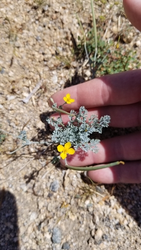 Eschscholzia minutiflora (Little Gold Poppy)