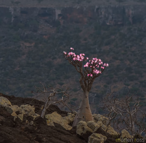 Adenium obesum (Desert Rose)