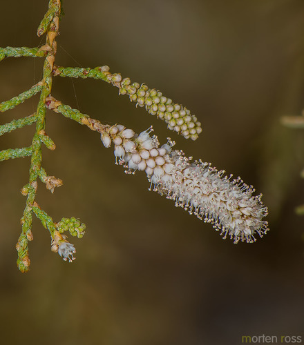 Tamarix (Tamarisks) (alternate view 6)