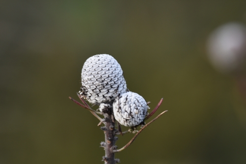 Isopogon anemonifolius (Broad-leaved Drumsticks) (alternate view 9)