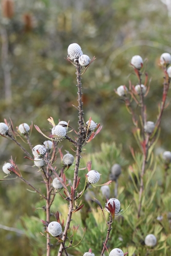 Isopogon anemonifolius (Broad-leaved Drumsticks) (alternate view 10)