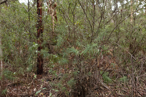 Ozothamnus ferrugineus (Tree Everlasting)