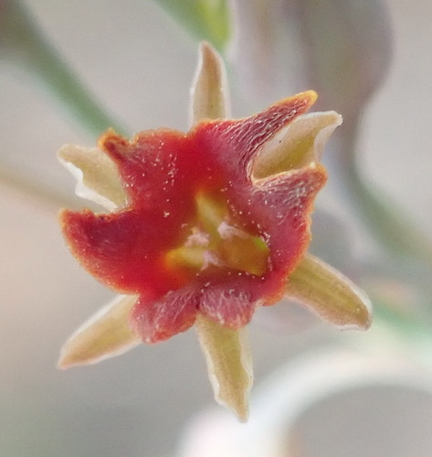 Tulbaghia (Wild Garlics) (alternate view 8)