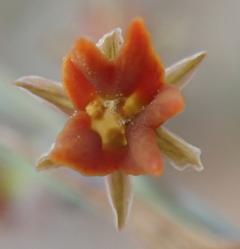 Tulbaghia (Wild Garlics) (alternate view 9)