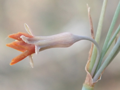 Tulbaghia (Wild Garlics) (alternate view 7)