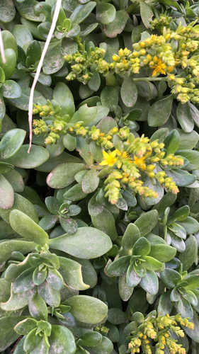 Sedum kimnachii (Kimnach's Stonecrop) (alternate view 5)