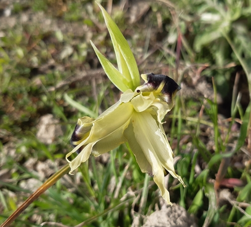 Iris tuberosa (alternate view 9)