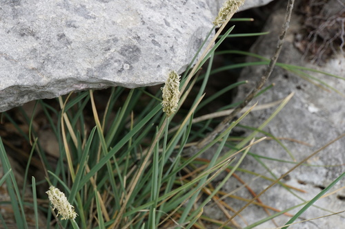 Sesleria autumnalis (Autumn Moor Grass) (alternate view 2)