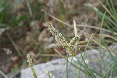 Sesleria autumnalis (Autumn Moor Grass)
