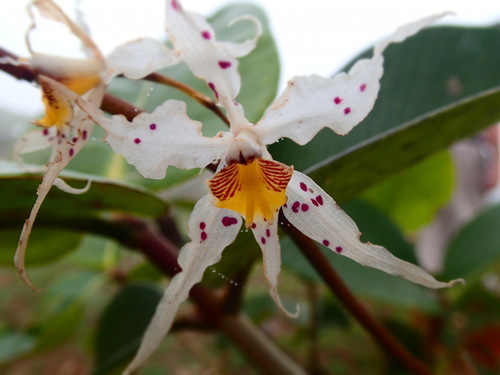 Oncidium (dancing lady orchids) (alternate view 6)