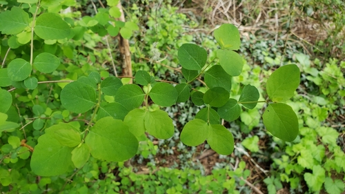 Symphoricarpos albus (snowberry) (alternate view 4)