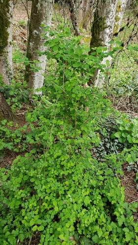 Symphoricarpos albus (snowberry) (alternate view 5)