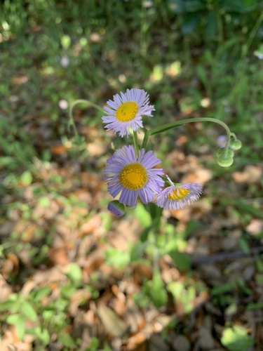 Erigeron quercifolius (oakleaf fleabane) (alternate view 10)