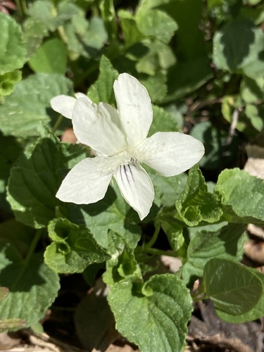 Viola striata (cream violet) (alternate view 4)