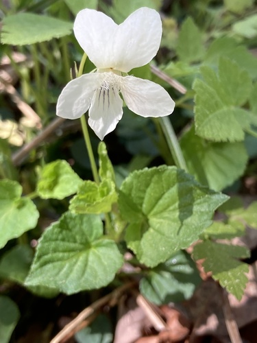 Viola striata (cream violet) (alternate view 5)