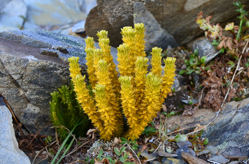 Huperzia (temperate firmosses) (alternate view 4)