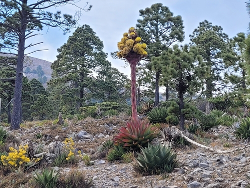 Agave (century plants) (alternate view 8)