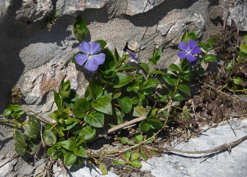 Vinca major (Greater Periwinkle) (alternate view 3)