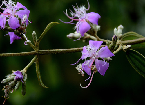 Tibouchina (glory bushes and allies) (alternate view 10)