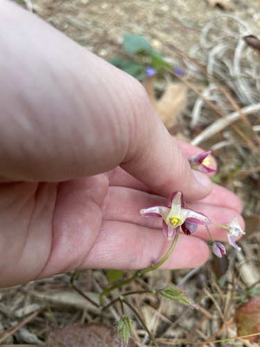 Epimedium x rubrum