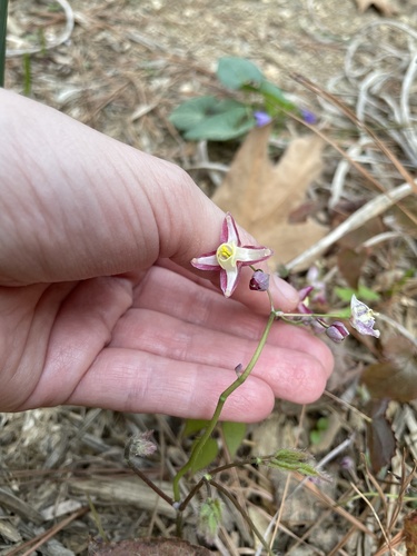 Epimedium x rubrum (alternate view 2)
