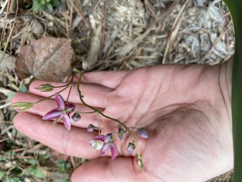 Epimedium x rubrum (alternate view 3)