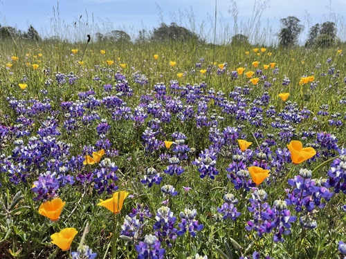 Lupinus nanus (Sky Lupine) (alternate view 3)