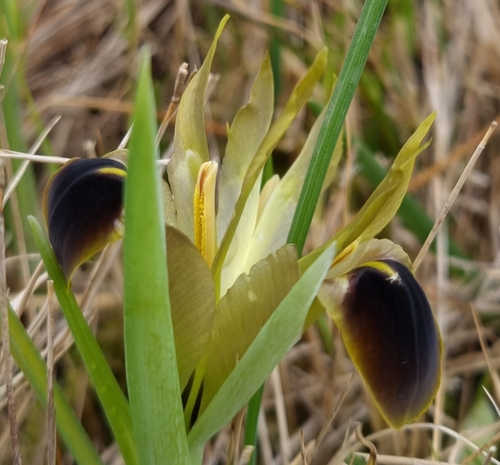 Iris tuberosa (alternate view 8)