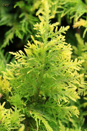 Thuidium tamariscinum (Common Tamarisk-moss)