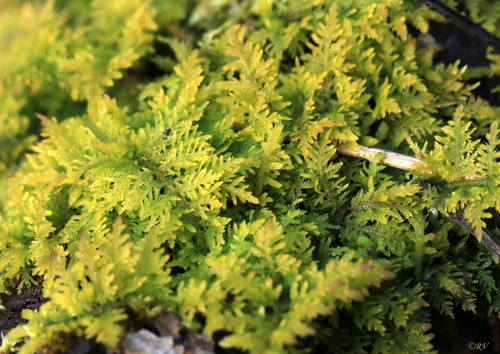 Thuidium tamariscinum (Common Tamarisk-moss)
