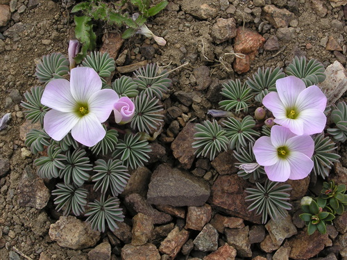 Oxalis (Woodsorrels) (alternate view 8)