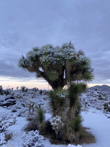 Yucca brevifolia (Western Joshua Tree) (alternate view 9)