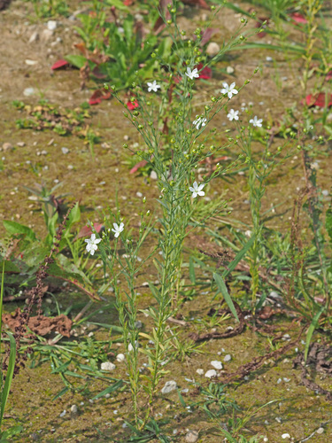 Linum usitatissimum (common flax)
