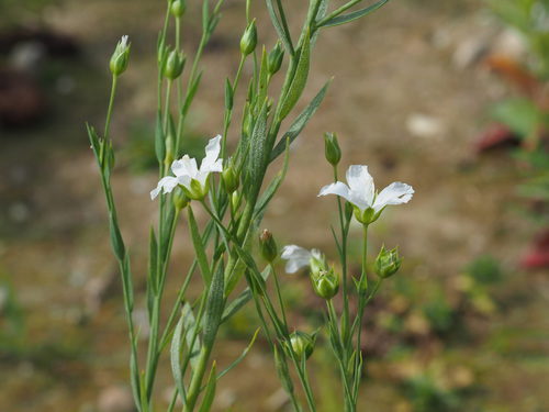 Linum usitatissimum (common flax)