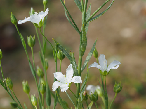 Linum usitatissimum (common flax)