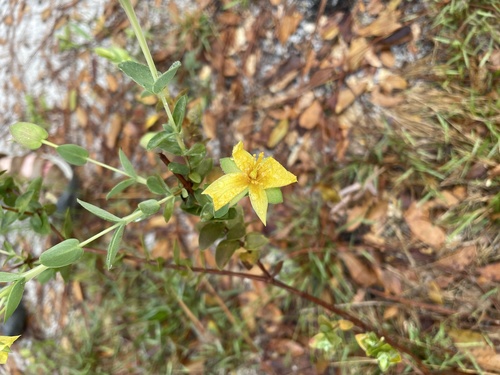 Hypericum tetrapetalum (fourpetal St. Johnswort) (alternate view 4)